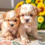 Maltipoo Puppies for Sale